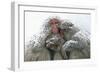 Japanese Macaque Tree in Snow-null-Framed Photographic Print