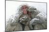 Japanese Macaque Tree in Snow-null-Mounted Photographic Print
