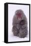 Japanese Macaque with Baby in Snow-DLILLC-Framed Stretched Canvas