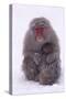 Japanese Macaque with Baby in Snow-DLILLC-Stretched Canvas