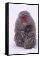 Japanese Macaque with Baby in Snow-DLILLC-Framed Stretched Canvas