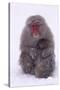 Japanese Macaque with Baby in Snow-DLILLC-Stretched Canvas