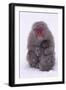 Japanese Macaque with Baby in Snow-DLILLC-Framed Premium Photographic Print