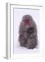 Japanese Macaque with Baby in Snow-DLILLC-Framed Premium Photographic Print