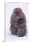 Japanese Macaque with Baby in Snow-DLILLC-Framed Premium Photographic Print