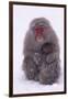 Japanese Macaque with Baby in Snow-DLILLC-Framed Premium Photographic Print