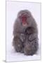 Japanese Macaque with Baby in Snow-DLILLC-Mounted Premium Photographic Print