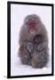 Japanese Macaque with Baby in Snow-DLILLC-Framed Premium Photographic Print