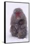 Japanese Macaque with Baby in Snow-DLILLC-Framed Stretched Canvas
