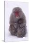 Japanese Macaque with Baby in Snow-DLILLC-Stretched Canvas