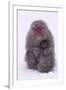 Japanese Macaque with Baby in Snow-DLILLC-Framed Photographic Print