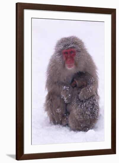 Japanese Macaque with Baby in Snow-DLILLC-Framed Photographic Print