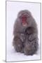 Japanese Macaque with Baby in Snow-DLILLC-Mounted Photographic Print
