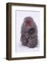 Japanese Macaque with Baby in Snow-DLILLC-Framed Photographic Print