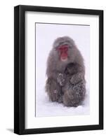 Japanese Macaque with Baby in Snow-DLILLC-Framed Photographic Print