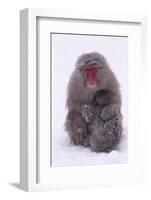 Japanese Macaque with Baby in Snow-DLILLC-Framed Photographic Print