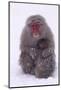 Japanese Macaque with Baby in Snow-DLILLC-Mounted Photographic Print