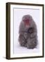 Japanese Macaque with Baby in Snow-DLILLC-Framed Photographic Print