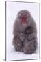 Japanese Macaque with Baby in Snow-DLILLC-Mounted Photographic Print