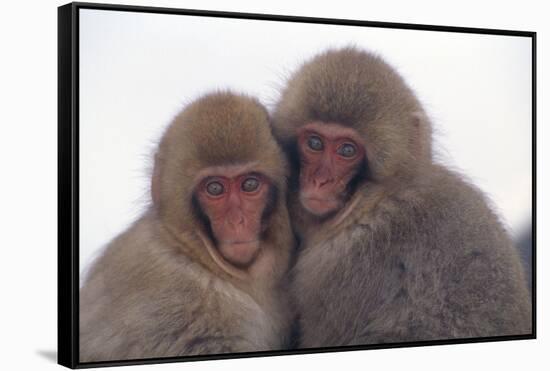 Japanese Macaque with Baby-DLILLC-Framed Stretched Canvas