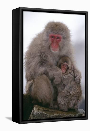 Japanese Macaque with Baby-DLILLC-Framed Stretched Canvas