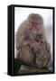 Japanese Macaque with Baby-DLILLC-Framed Stretched Canvas