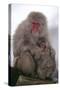 Japanese Macaque with Baby-DLILLC-Stretched Canvas