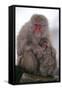 Japanese Macaque with Baby-DLILLC-Framed Stretched Canvas