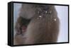 Japanese Macaque with Baby-DLILLC-Framed Stretched Canvas