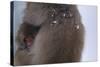 Japanese Macaque with Baby-DLILLC-Stretched Canvas