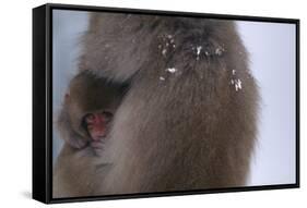 Japanese Macaque with Baby-DLILLC-Framed Stretched Canvas