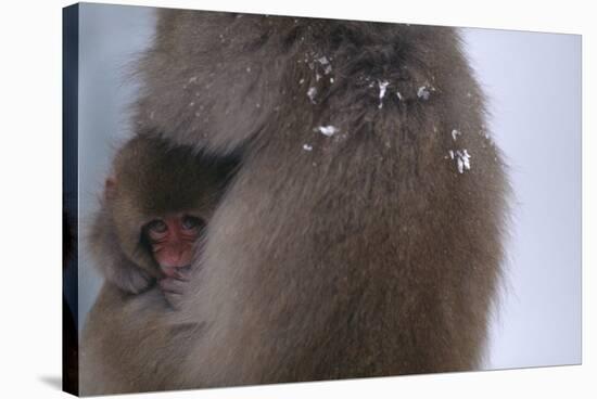 Japanese Macaque with Baby-DLILLC-Stretched Canvas