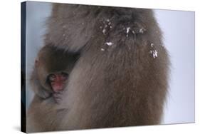 Japanese Macaque with Baby-DLILLC-Stretched Canvas