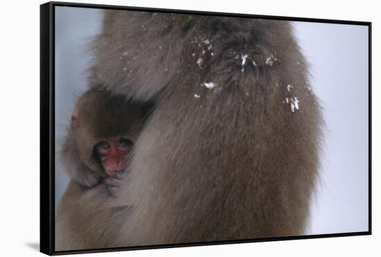 Japanese Macaque with Baby-DLILLC-Framed Stretched Canvas