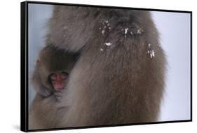 Japanese Macaque with Baby-DLILLC-Framed Stretched Canvas