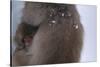 Japanese Macaque with Baby-DLILLC-Stretched Canvas