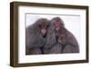 Japanese Macaque with Baby-DLILLC-Framed Photographic Print