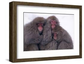 Japanese Macaque with Baby-DLILLC-Framed Photographic Print