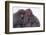 Japanese Macaque with Baby-DLILLC-Framed Photographic Print