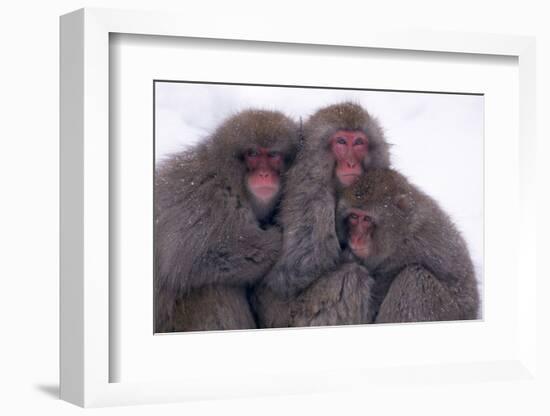 Japanese Macaque with Baby-DLILLC-Framed Photographic Print