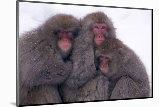 Japanese Macaque with Baby-DLILLC-Mounted Photographic Print