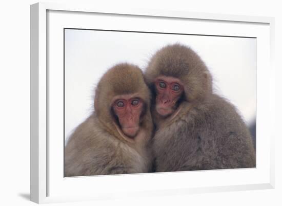 Japanese Macaque with Baby-DLILLC-Framed Photographic Print