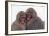 Japanese Macaque with Baby-DLILLC-Framed Photographic Print