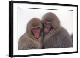 Japanese Macaque with Baby-DLILLC-Framed Photographic Print