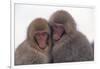 Japanese Macaque with Baby-DLILLC-Framed Photographic Print