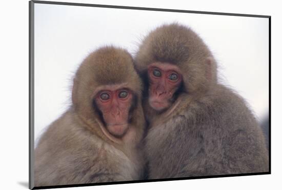 Japanese Macaque with Baby-DLILLC-Mounted Photographic Print