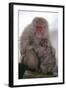 Japanese Macaque with Baby-DLILLC-Framed Photographic Print