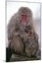 Japanese Macaque with Baby-DLILLC-Mounted Photographic Print