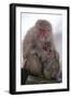 Japanese Macaque with Baby-DLILLC-Framed Photographic Print