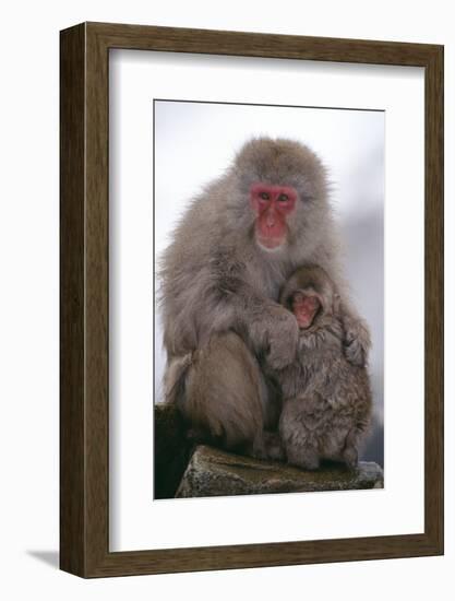 Japanese Macaque with Baby-DLILLC-Framed Photographic Print